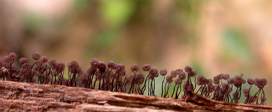 Cribraria cancellata var. cancellata (Batsch) Nann.-Bremek.